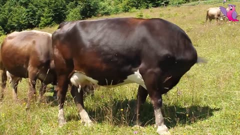 Cow Grazing in the field