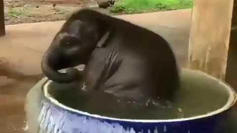 Elephant is enjoy life.