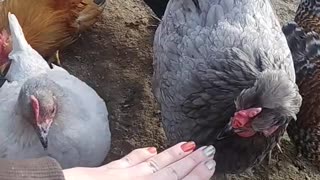 Chicken's Attacking My Nail Polish 💅🏼😱