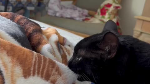 Adopting a Cat from a Shelter Vlog - Cute Precious Piper Loves Her Security Blanket