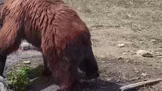 Rescued Grizzly Playing with a Log