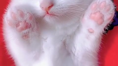 Cute cat