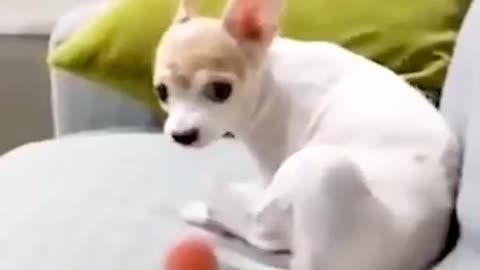 Dog's reaction show middle finger