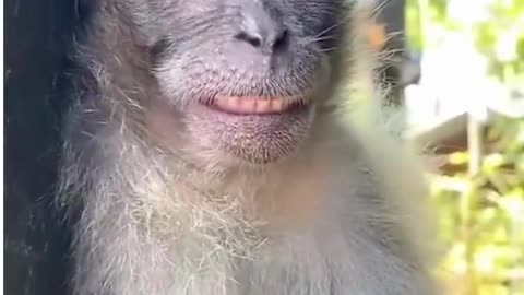What a monkey smile