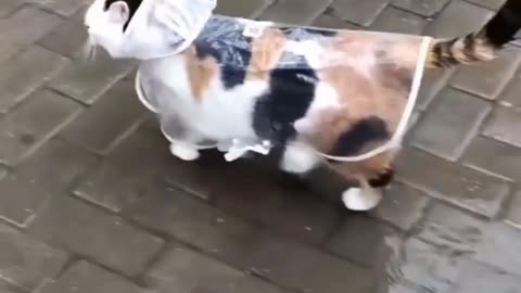 Striped cat really uses water repellent