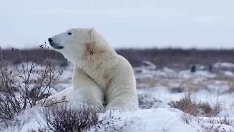Man Helps A Dying Polar Bear. You Won't Believe What Happens Next