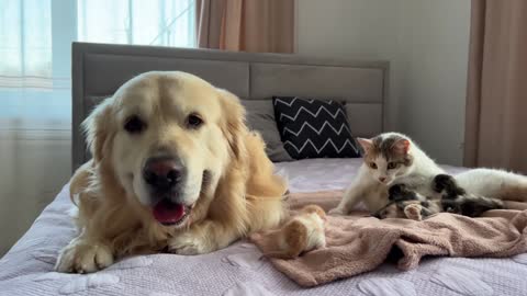 Golden Retriever Confused by Meeting a Baby Kittens