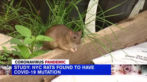 Study reveals COVID-19 mutations found in NYC rats