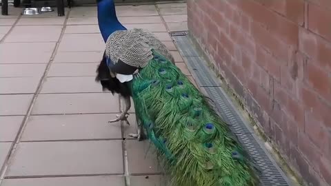 Peacock Dance Display