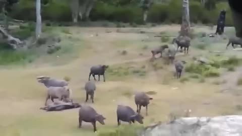 Stripes of Survival: Zebras Face Down Lions in a Thundering Stampede! (Nature's Epic Chase)**