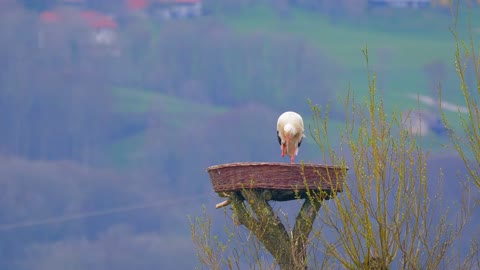 The bird feels tired and bored