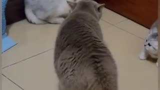 Cats funny fight video