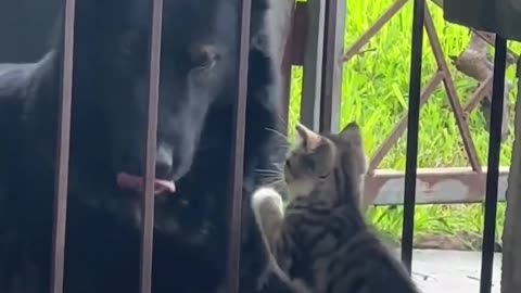 What a beautiful Dog and cat