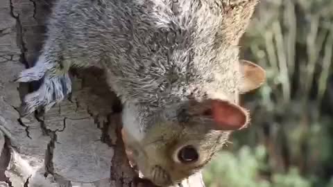 Beautiful Squirrel Head in a jungle