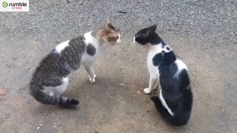 Both cat fighting... Funny cat shorts video