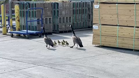 April 30, 2023- Baby Ducks in a Lumber Yard