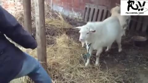 Funny's video (animal instinct | animal world)