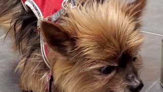 This cutie was the center of attraction in the market and wants to get the treat again and again.