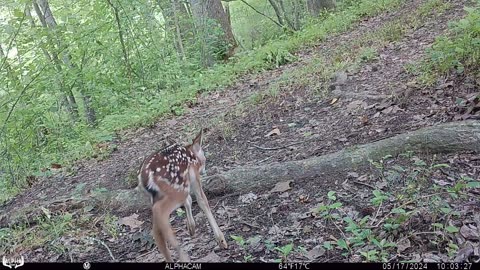 First Fawn 2024