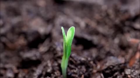 Bean Plant Growing Timelapse