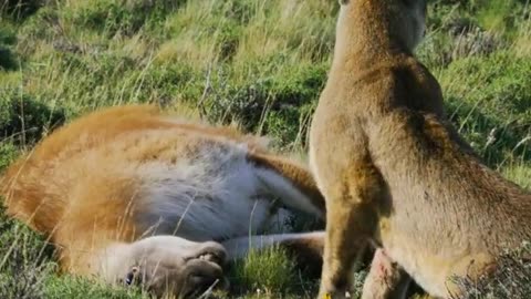 Lion attack on girrafe amazing wildlife video