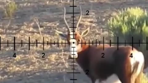 Deer Hunting