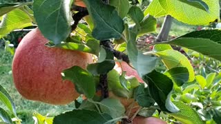 Fruits #apple #grapes #farming #farm