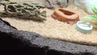 Funny lizard animal seeking help !