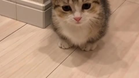 Cute cat