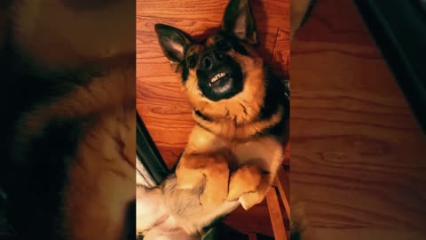 German Shepherd Dog Funniest Reaction 😂