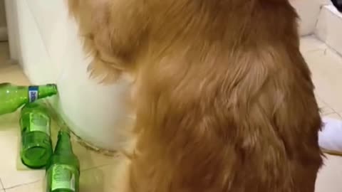 dogs drinking most