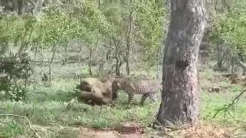 leopard vs hyena