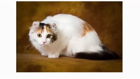 American curl cat