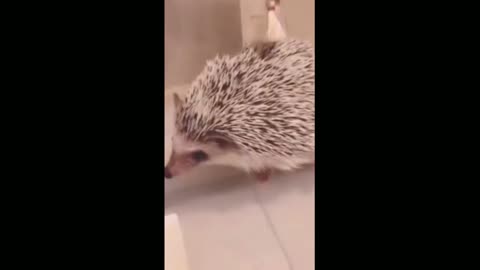 Tickle little hedgehog