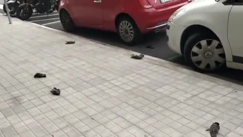 5G Moria di uccelli a Barcellona