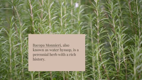 Unlocking Ancient Wisdom: The Bacopa Monnieri Nootropic Revolution