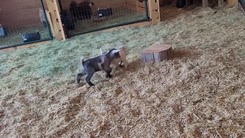 Baby Nigerian Goats Playing in Barn