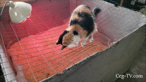 Graham Family Farm: White Pekin Ducklings