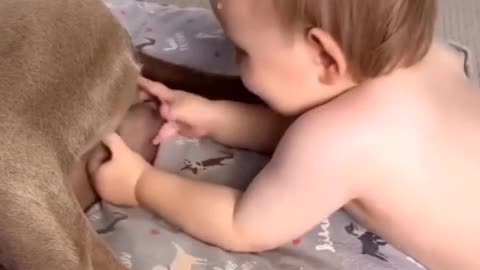 Dangerous baby - The dog is surprised by the baby's play.