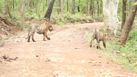 Two tigers fight over tigress in Tadoba TATR (Original video by Saurabh Kurve, 01.07.2019)
