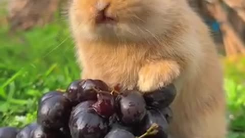 Rabbit eating my grapes