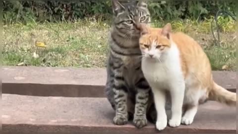 Cute cats video compilation 150