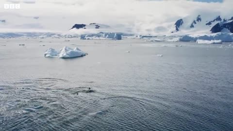 Incredible Orca Hunt _ Frozen Planet II _ BBC Earth