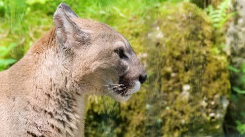 Puma Predator Dangerous Mountain Lion Feline