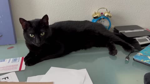 Adopting a Cat from a Shelter Vlog - Cute Precious Piper Really Gets into Her Executive Job
