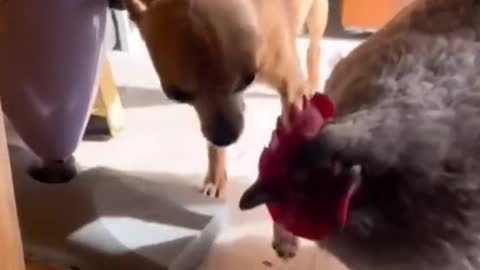 Dog and Hen Fight Funny Video Shorts