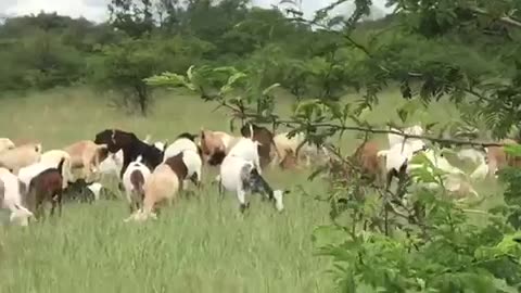 Our Goats brazing in the fields