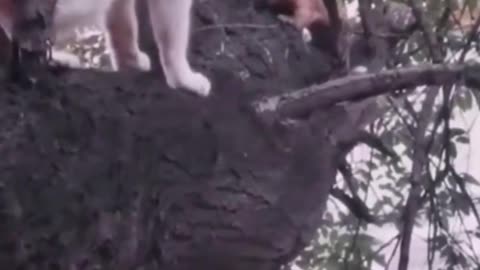 Funny cat playing with squirrel