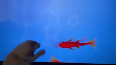 Kitty Trying To Catch Virtual Fish Off A Screen