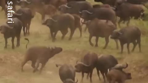Buffalo Herd Save Baby from Lion Attack 🦁🦁 World Wild Web
